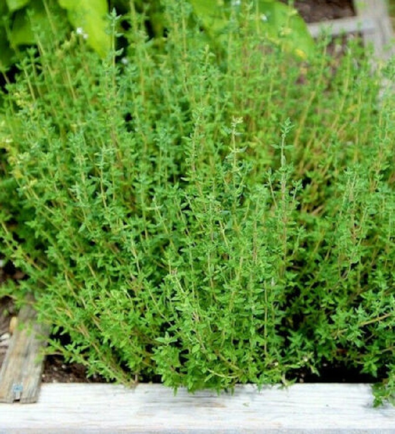 How do you dry thyme 